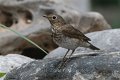 Swainson's Thrush 2012-05-05_8